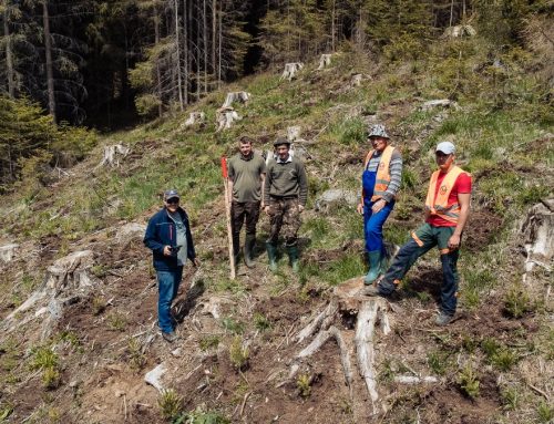 Acțiune de reîmpădurire alături de ocolul silvic Toplița